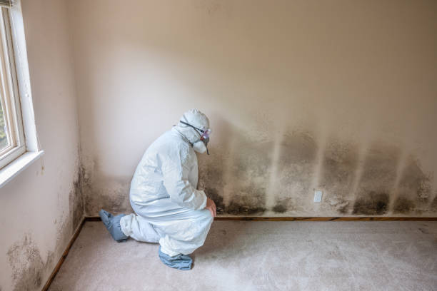 Certified Mold Removal in South Whittier, CA