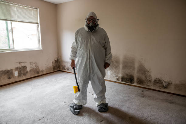 Mold Removal and Inspection in South Whittier, CA